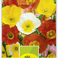 Islandmohn einfach
