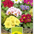 Gartenprimel st�ngellos
