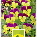Feld-Stiefm�tterchen