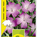 Kornrade, Wildblumen