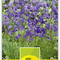 Glockenblume rundbl�ttrig