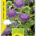 Feld - Witwenblume, Wildblumen