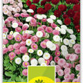G�nsebl�mchen 'Pomponette'