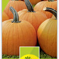 K�rbis 'Jack o'lantern'-BIO