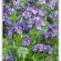 Phacelia