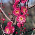 Prunus mume Kanko Bai