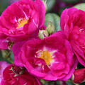 Rose, Kletterrose Purple Siluetta