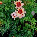 Rose 'Fancy Babylon Eyes'�