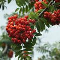 Saeulen-Eberesche 'Sheerwater Seedling' Sorbus aucuparia 'Sheerwater Seedling'