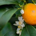 Fr�chte und Bl�te