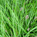 Sesleria heufleriana