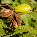 Martzahn, Pekannuss, Carya illinoinensis