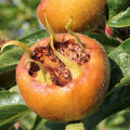 Mispel Bredase Reus, Mespilus germanica