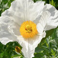 Paeonia 'Krinkled White', Pfingstrose, weissbl�hend, einfach