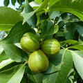 Hickory-Nuss Porter, Carya ovata
