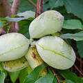 Prolific, Indianerbanane, Pawpaw, Asimina triloba