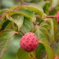 Chinesischer Fruchthartriegel, Hartriegel, Cornus kousa var. chinensis, Big Sweety