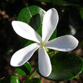 Kletterjasmin, Azoren-Jasmin, Madeira-Jasmin, Jasminum azoricum 