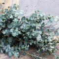 Eucalyptus gunnii
