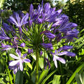 Agapanthus x praecox Black Pantha, Schmucklilie