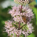 Bartblume, Caryopteris clandonensis Stephi, rosa Form