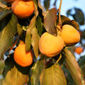 Costata, Kaki, Diospyros kaki