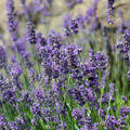  Lavandula angustifolia 'Munstead' im Sommer