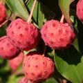 Chinesischer Fruchthartriegel, Hartriegel, Cornus kousa var. chinensis, Sweet Berry