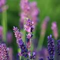 Compact Blue Lavendel