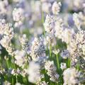 Lavendel weiss