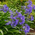 Agapanthus africanus Summer Love, Schmucklilie