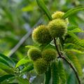 Chinesische Esskastanie Qing, Castanea mollissima