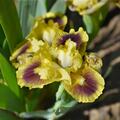 Iris x barbata - nana 'Ritz', Schwertlilie, Zwergschwertlilie