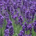 Lavandula angustifolia 'Hidcote' 