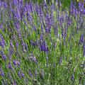 Lavendelbl�ten (Lavandula � Intermedia) 