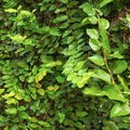 Kletter-Feige, Kriech-Feige, Ficus repens