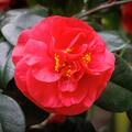 Camelia japonica, Kamelie Mrs. Charles Cobb? 