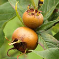 Mispel Royal, Mespilus germanica