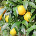 Reife Fr�chte der Sp�teren  Blondorange