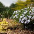 Phlox subulata, Spring Blue, Staude, P�ppel