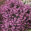 Winterbl�hende Heide 'Spring Surprise' (S)