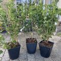 Stachelbeere Crispa� 'Darling'�