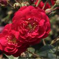 Starlet� Rose 'Lola'�