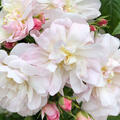 Rose, Zwerg-Kletterrose Sweet Siluetta