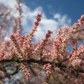 Vierm�nnige Tamariske