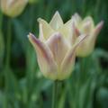 Tulpe 'Elegant Lady'