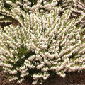 Winterbl�hende Heide 'White Perfection'