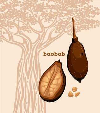 Graines de baobab