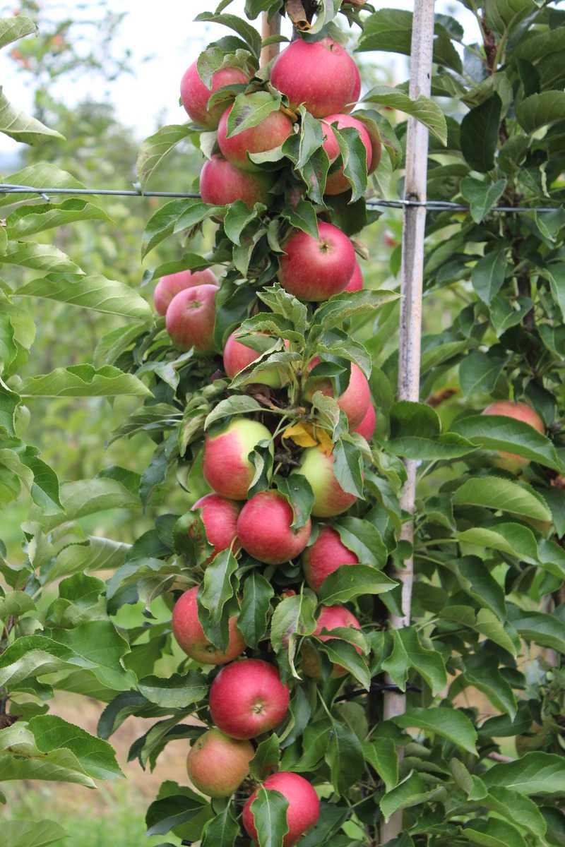 Pommes bonnes pour la santé Malini Pronto Lubera
