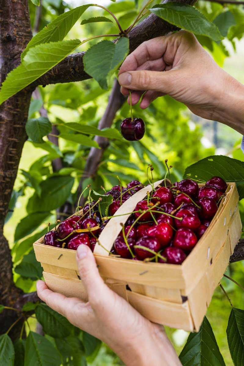 Cueillir les cerises avec soin